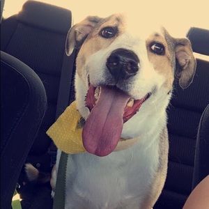 Meet your Posher, Cmaeron